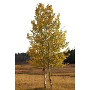 Umjetni Aspen drveta