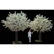 Bijela trešnja procvjetati stablo za vjenčanje