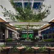 Umjetni fikusi za dvoranu